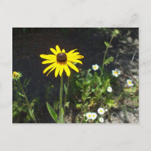 Black Eyed Susan-White Flowers Postcard