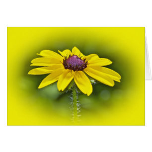 Black-Eyed Susan Wildflower