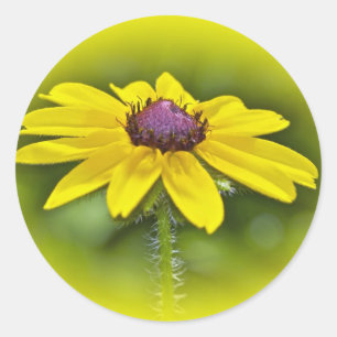 Black-Eyed Susan Wildflower Classic Round Sticker