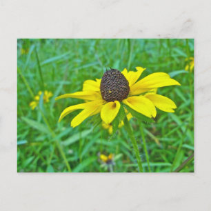 Black-Eyed Susan Wildflower Coordinating Items Postcard