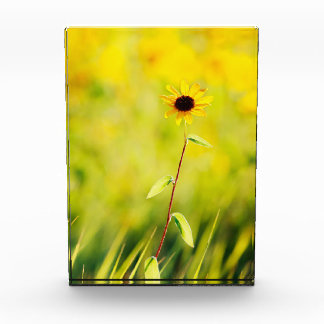 Black-eyed Susan Wildflower Photo Block