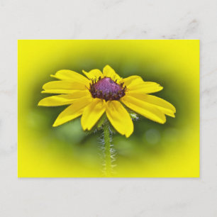 Black-Eyed Susan Wildflower Postcard