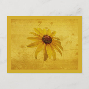 Black-Eyed Susan Wildflower Postcard