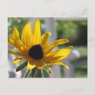 Black-Eyed Susan Wildflower | Postcard
