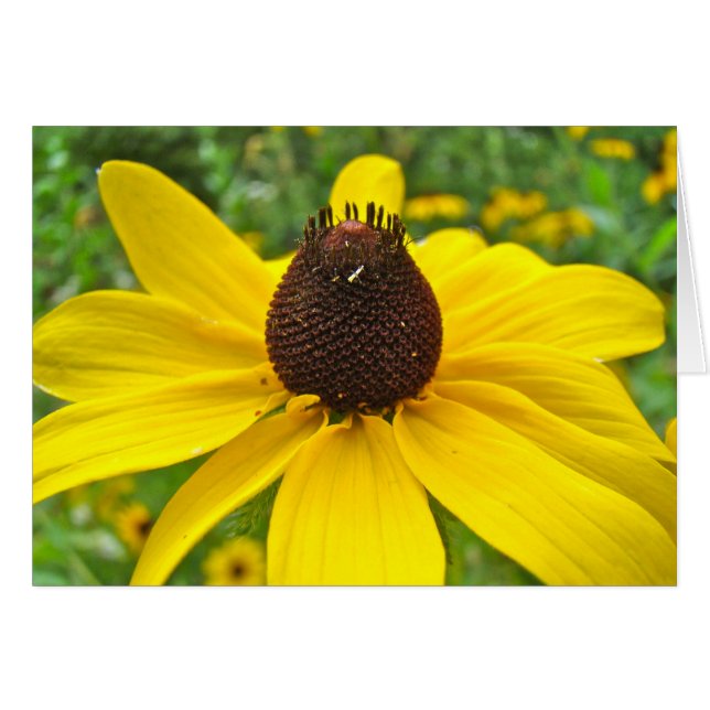 Black-Eyed Susan Wildflowers (Front Horizontal)