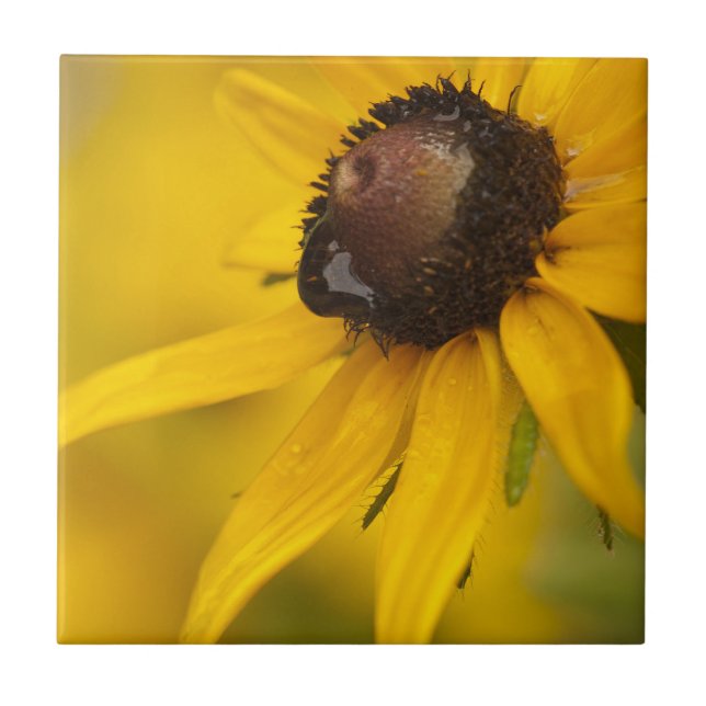 Black-Eyed Susan with a Teardrop Ceramic Tile (Front)