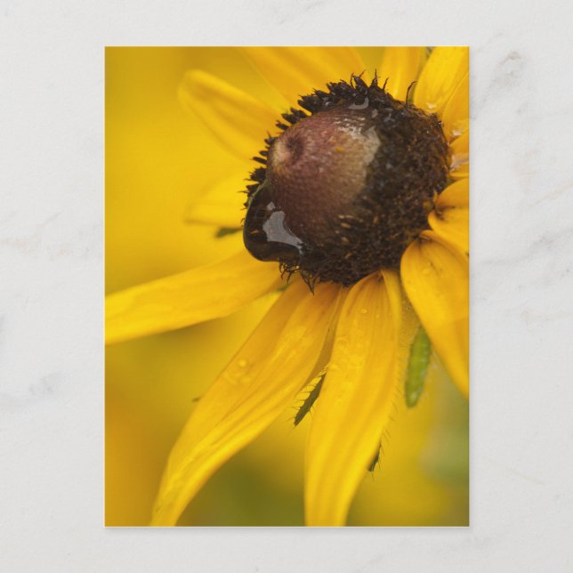 Black-Eyed Susan with a Teardrop Postcard (Front)