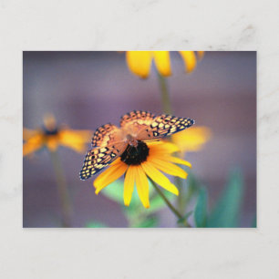 black-eyed susan with butterfly 3 postcard