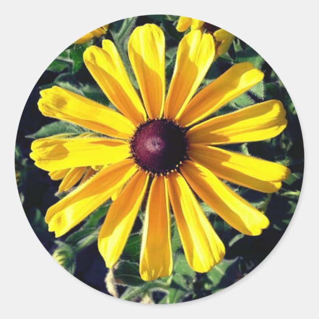 Black-Eyed Susan Yellow Flower Classic Round Sticker (Front)
