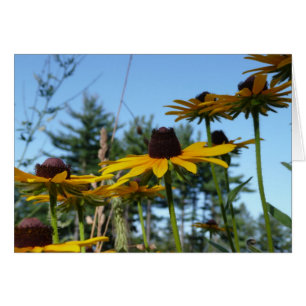 Black eyed Susans