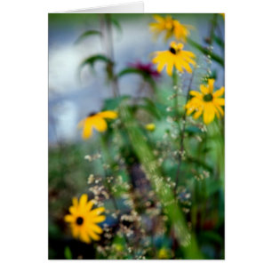 Black Eyed Susans