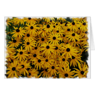 Black Eyed Susans