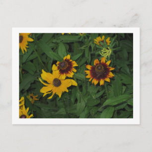 Black Eyed Susans at Longwood Gardens, PA Postcard