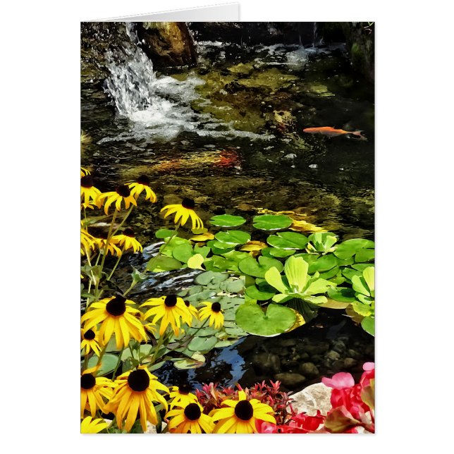 Black-Eyed Susans By Koi Pond (Front)