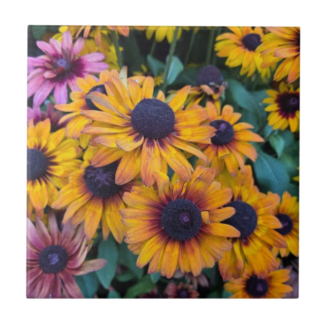 Black-Eyed Susans Ceramic Tile (Front)