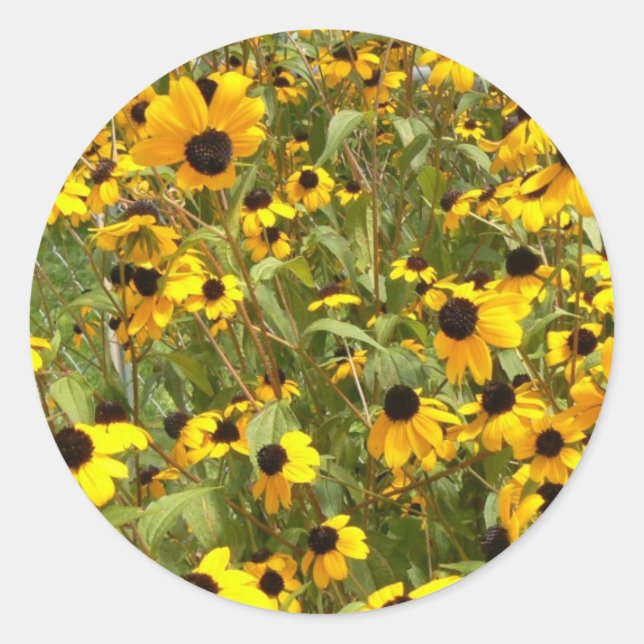 Black-Eyed Susans Classic Round Sticker (Front)