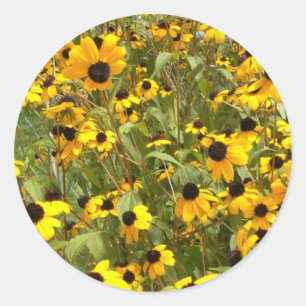 Black-Eyed Susans Classic Round Sticker