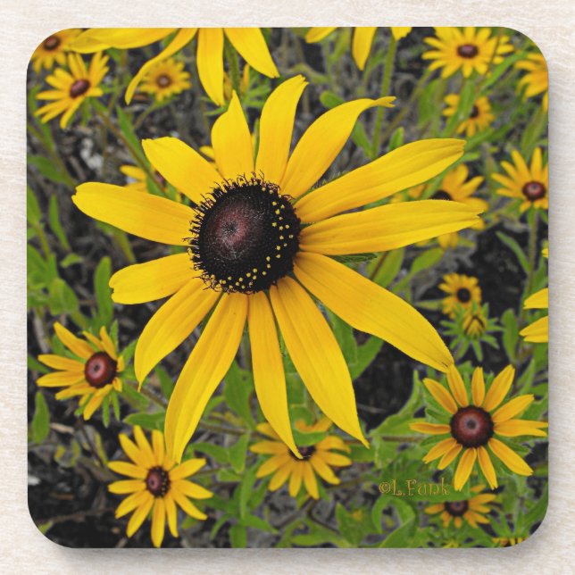 Black Eyed Susans Coaster (Front)