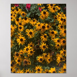 Black eyed Susan's Flowers, Floral, Photography Poster