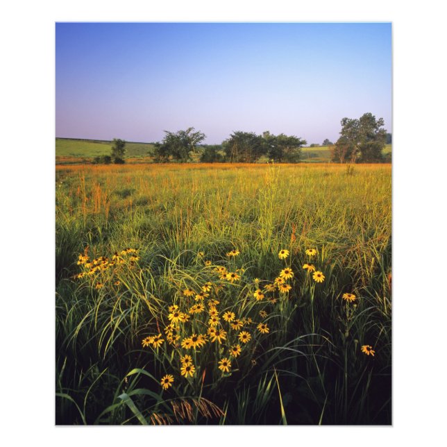 Black eyed Susans in tallgrass prairie at Neil Photo Print (Front)