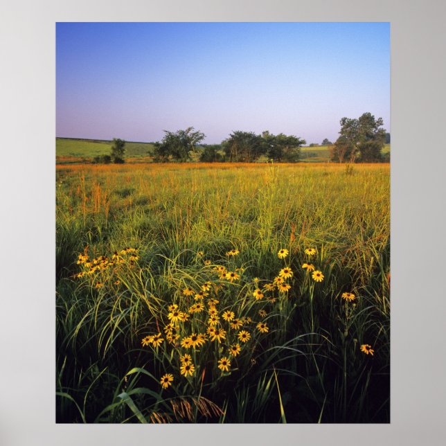 Black eyed Susans in tallgrass prairie at Neil Poster (Front)