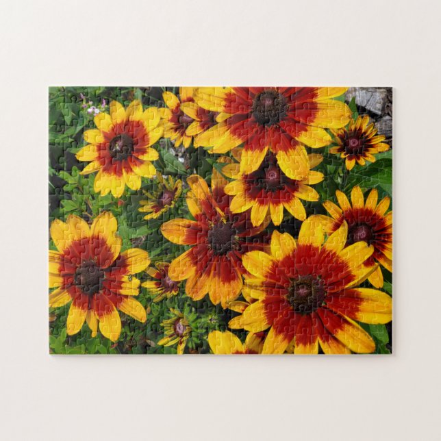 Black-eyed Susans Jigsaw Puzzle (Horizontal)