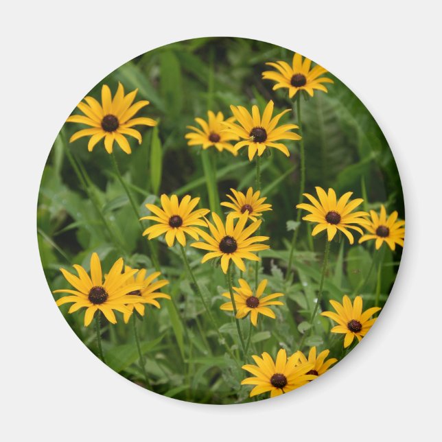 Black-Eyed Susans magnet (Front)