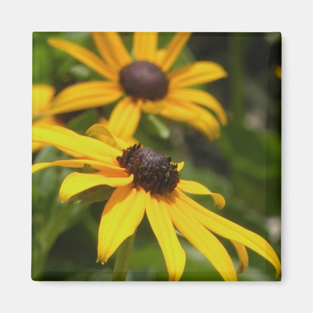 Black Eyed Susans Magnet (Front)