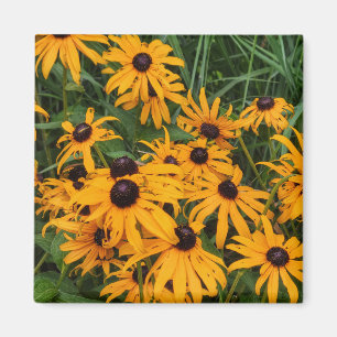 Black Eyed Susans Magnet