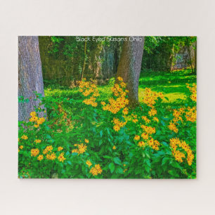 Black Eyed Susans Ohio. Jigsaw Puzzle