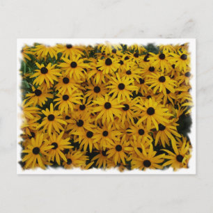 Black Eyed Susans Postcard
