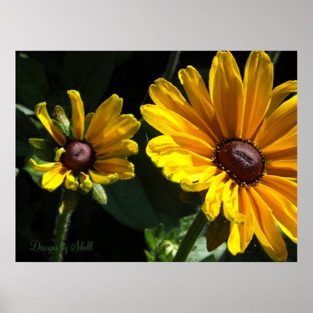 Black Eyed Susans Poster (Front)