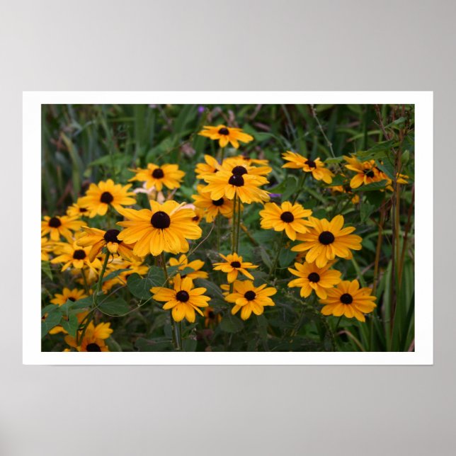 Black Eyed Susans Poster (Front)
