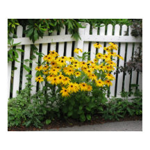 Black Eyed Susans