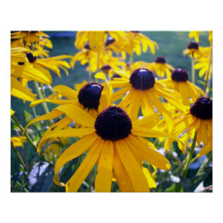 Black Eyed Susans Poster