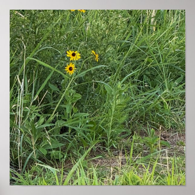 Black-eyed Susans Poster (Front)