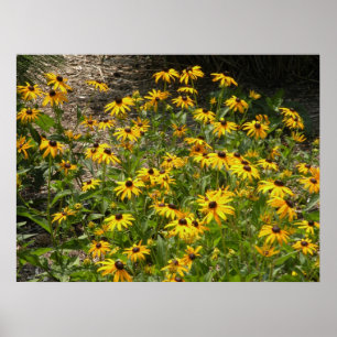 Black Eyed Susans Print