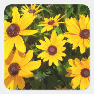 Black Eyed Susans- Rudbeckias Square Sticker