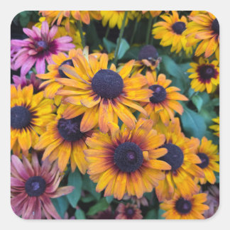 Black-Eyed Susans Square Sticker