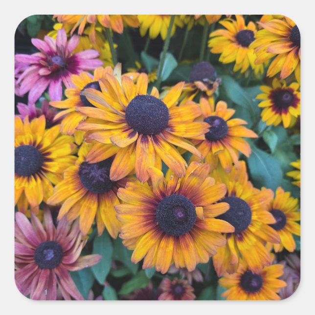 Black-Eyed Susans Square Sticker (Front)
