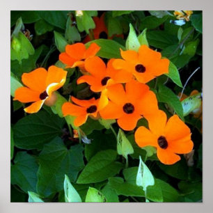 Black Eyes Susan Poster