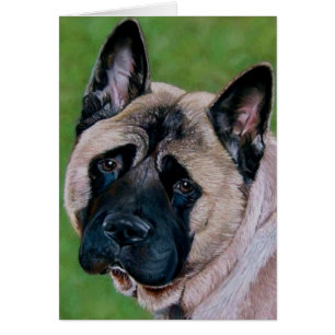 black faced akita dog saying sorry