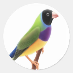 Black Faced Gouldian Finch Classic Round Sticker