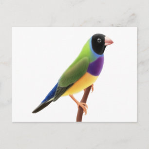 Black Faced Gouldian Finch Postcard