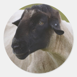 Black Faced Sheep Classic Round Sticker