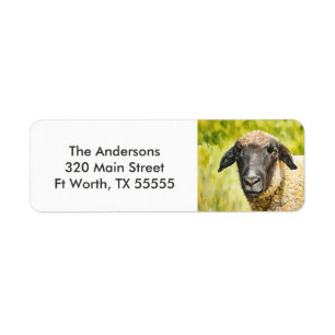 Black-Faced Sheep Farm Animal Return Address Return Address Label