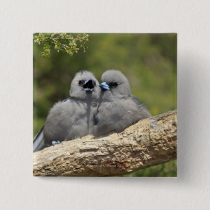 Black Faced Woodswallow, Artamus cinereus, 15 Cm Square Badge