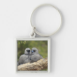 Black Faced Woodswallow, Artamus cinereus Key Ring