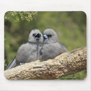 Black Faced Woodswallow, Artamus cinereus Mouse Pad