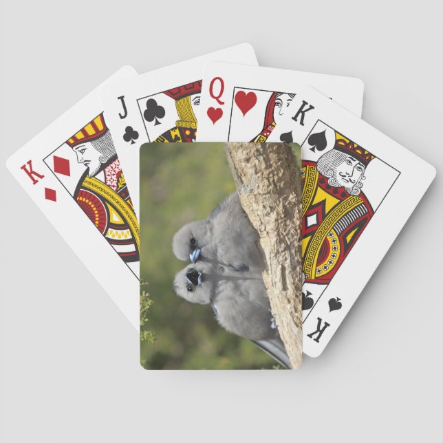 Black Faced Woodswallow, Artamus cinereus Playing Cards (Back)